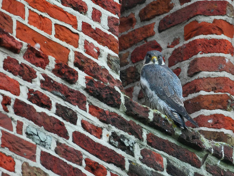 Peregrine Falcon (Falco peregrinus)