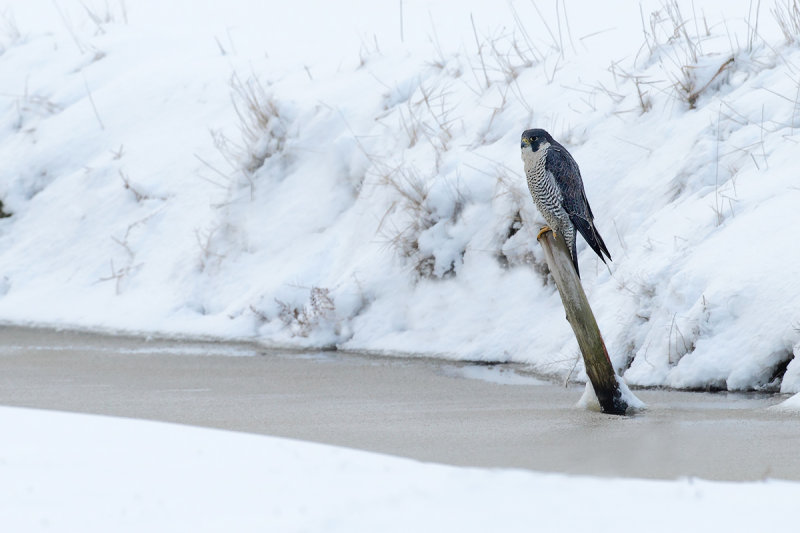 Peregrine Falcon (Falco peregrinus)