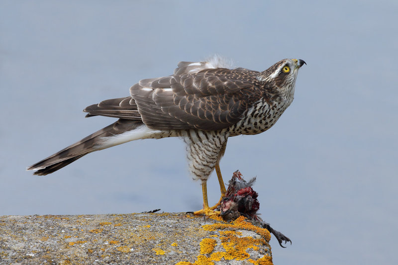 Eurasian (or Northern) Sparrowhawk (Accipiter nisus)