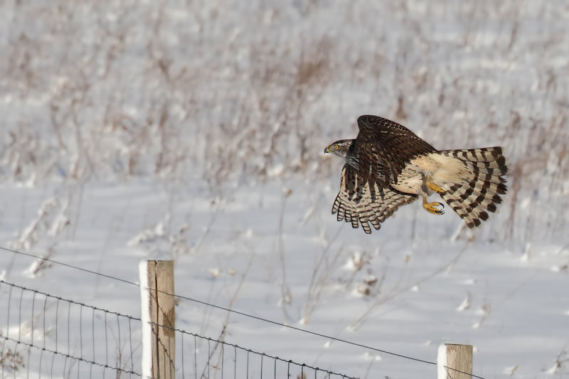 Northern Goshawk (Accipiter gentilis)