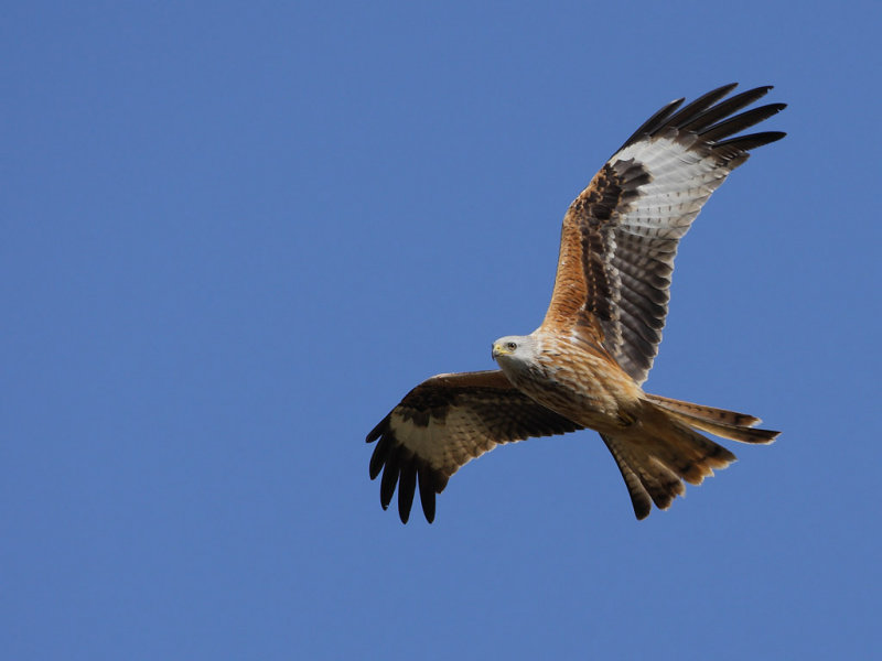 Red Kite (Milvus milvus)