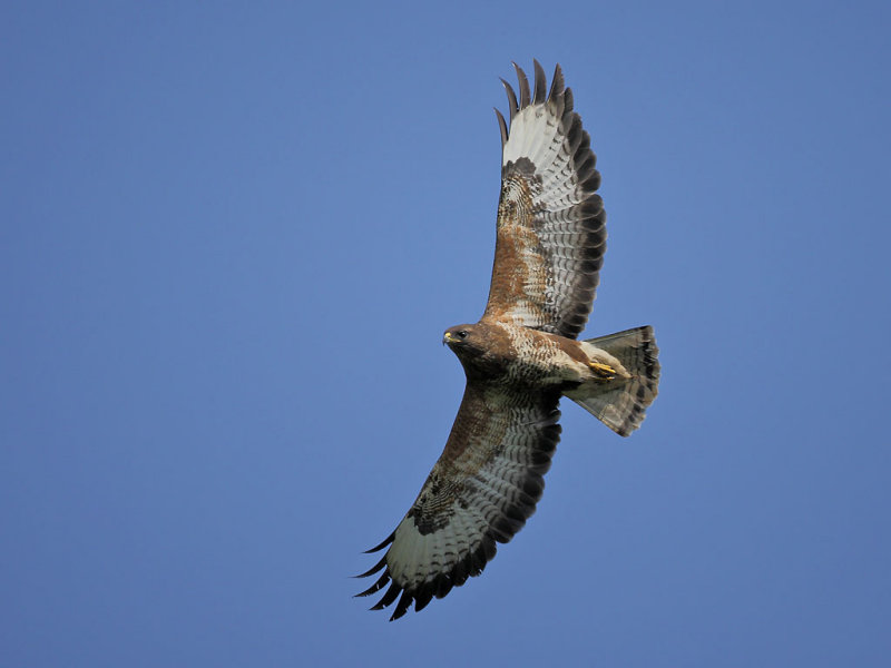 Common Buzzard (Buteo buteo) 