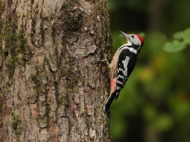 Middle Spotted Woodpecker (Dendrocopos medius)