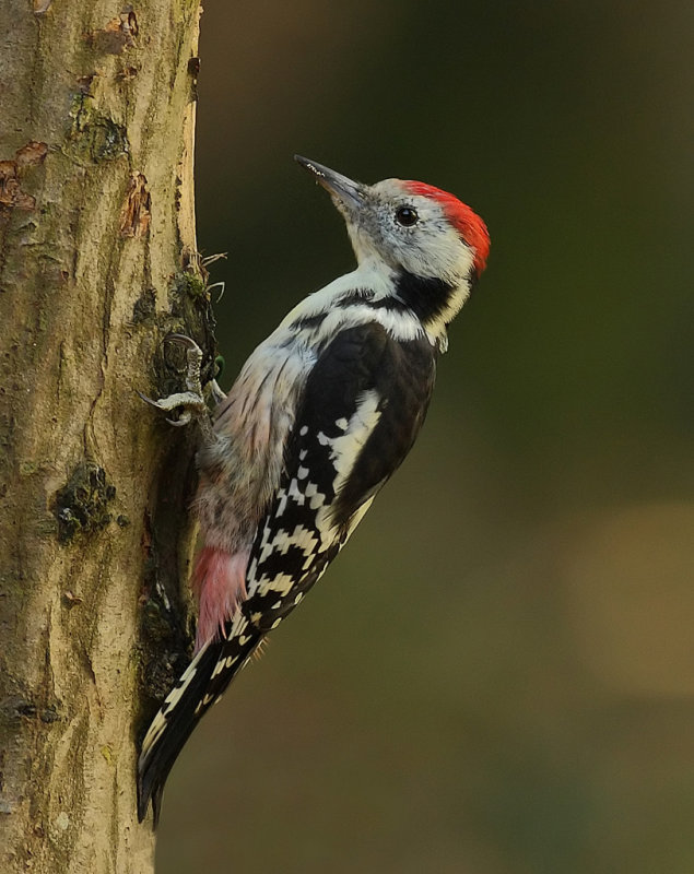 Middle Spotted Woodpecker (Dendrocopos medius)