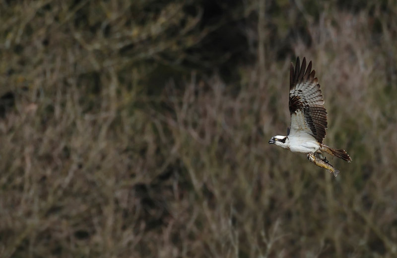 Osprey (Pandion haliaetus)