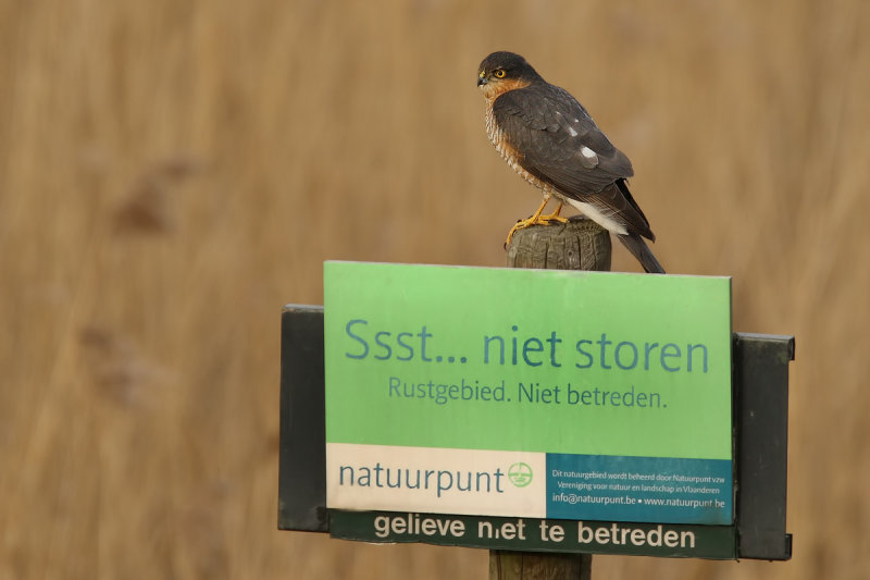 Eurasian (or Northern) Sparrowhawk (Accipiter nisus)