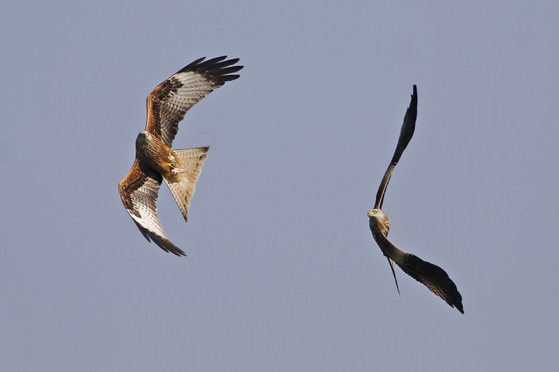 Red Kite (Milvus milvus) 