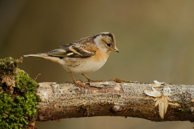 Brambling (Fringilla montifringilla) 