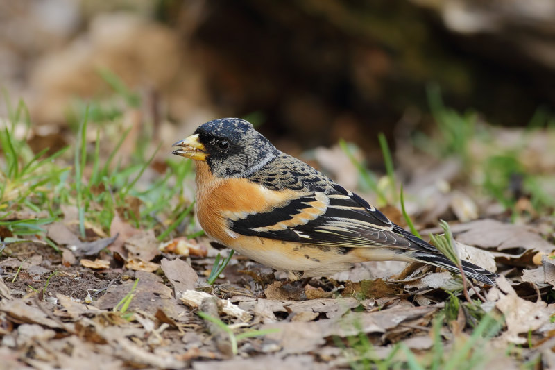 Brambling (Fringilla montifringilla) 