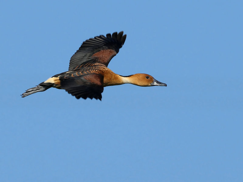 Gallery Fulvous Whistling Duck