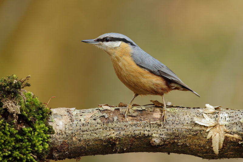 Eurasian Nuthatch (Sitta europaea)