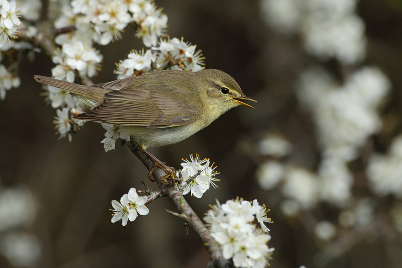 Willow Warbler (Phylloscopus trochilus)