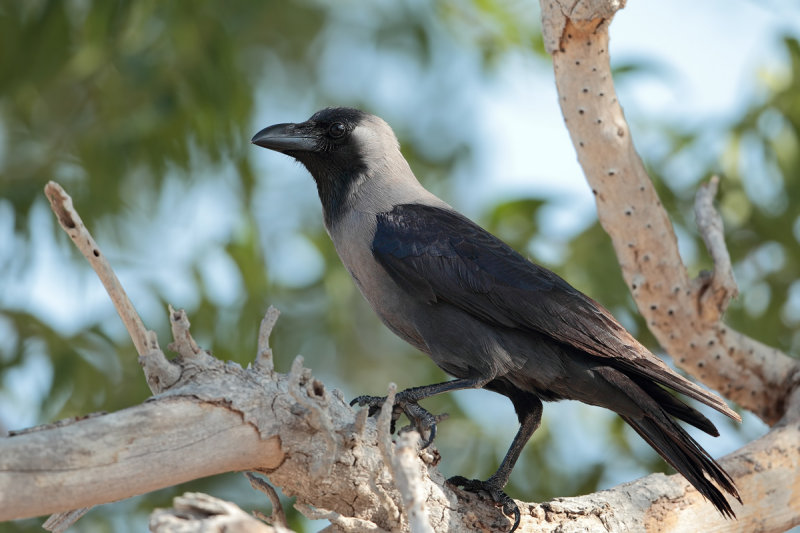 House Crow (Corvus splendens) 