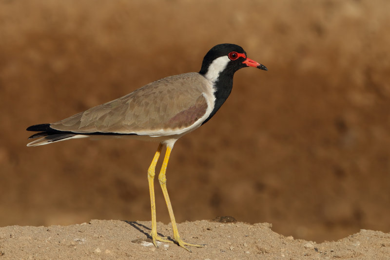 Gallery Red-wattled Plover