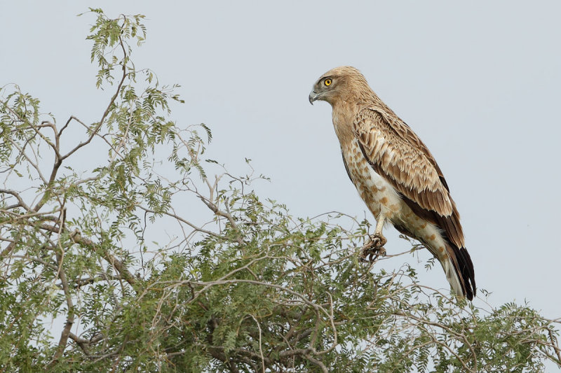 Gallery Short toed Eagle