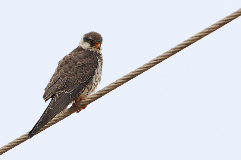 Amur Falcon (Falco amurensis) Adult Female