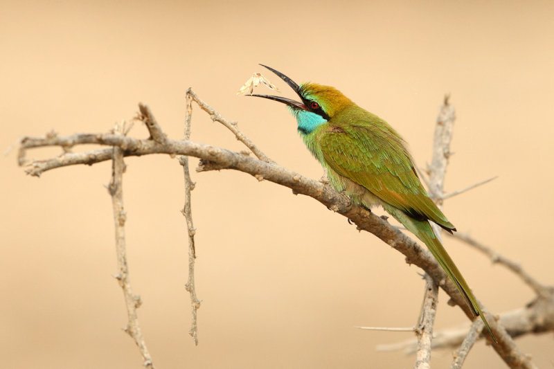 Little Green Bee-eater (Merops orientalis ssp. muscatensis) 