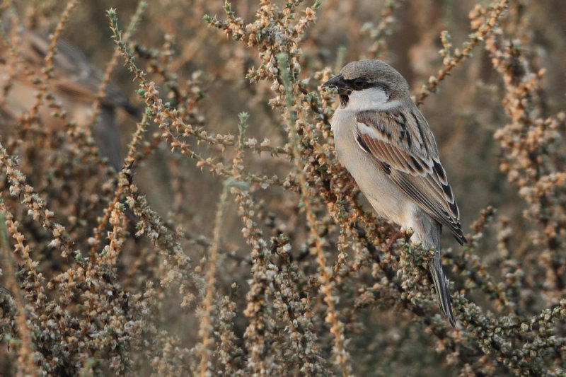 Gallery Indian Sparrow