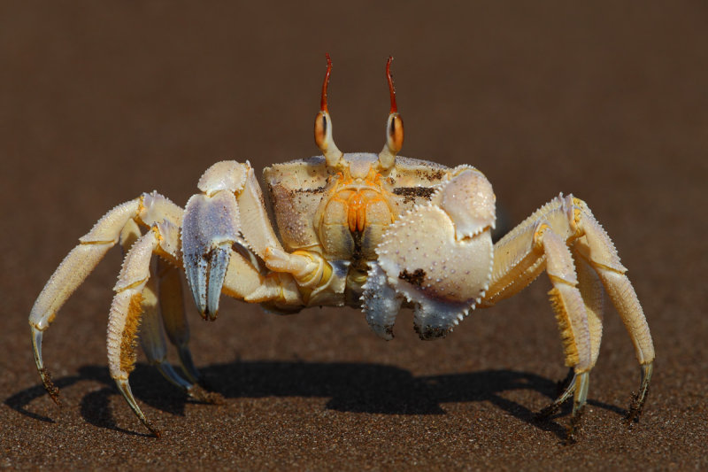 Red Sea ghost crab (Ocypode saratan)