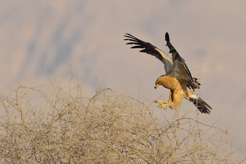 Greater Spotted Eagle (Aquila clanga   fulvescens) 