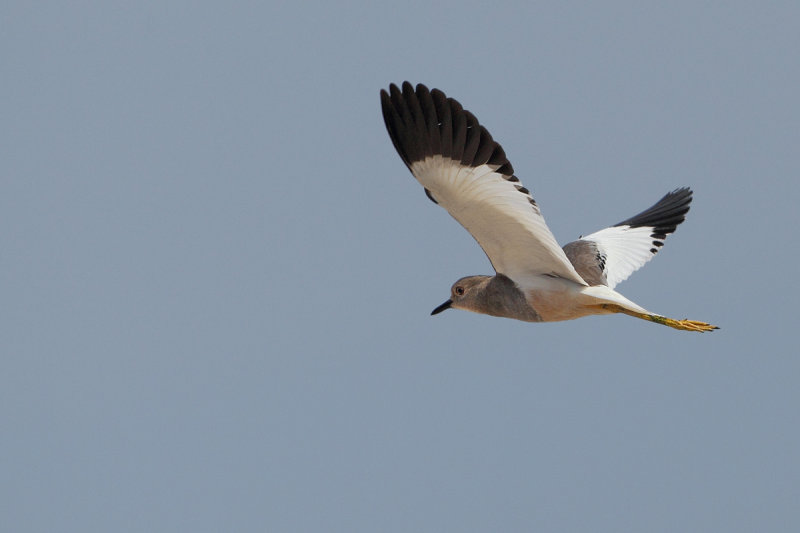 White-tailed Plover (Vanellus leucurus) 