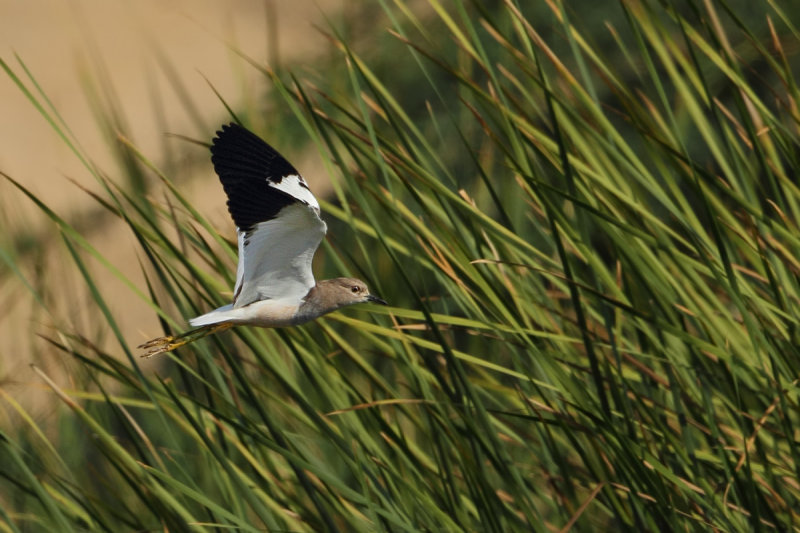White-tailed Plover (Vanellus leucurus) 