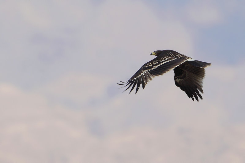 Greater Spotted Eagle (Aquila clanga) 
