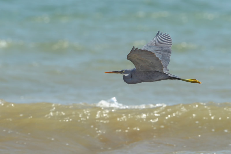 Western Reef Egret (Egretta gularis) 