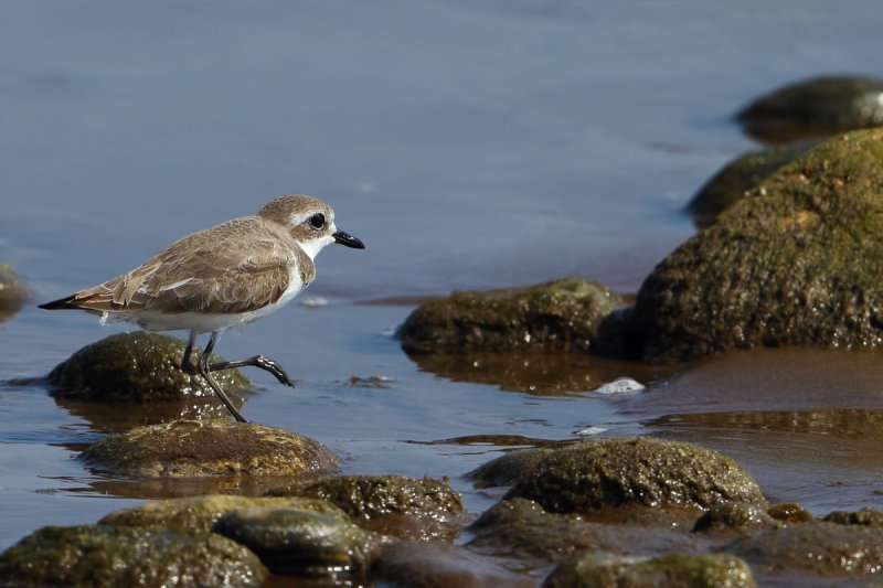 Greater Sand Plover (Charadrius leschenaultii) 