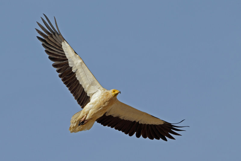Egyptian Vulture (Neophron percnopterus) 