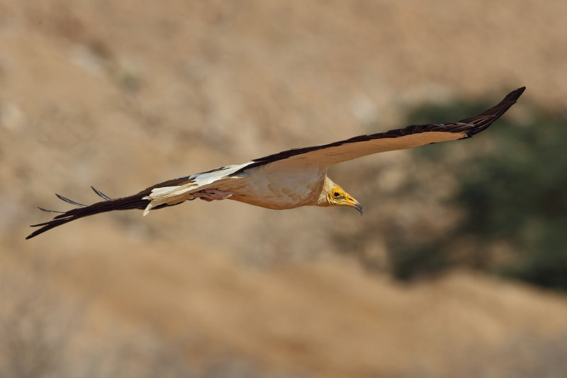 Egyptian Vulture (Neophron percnopterus) 