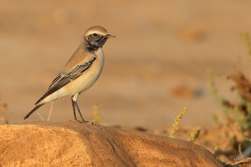 Desert Wheatear (Oenanthe deserti) 