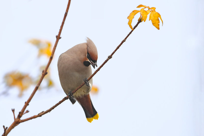 Bohemian Waxwing (Bombycilla garrulus)
