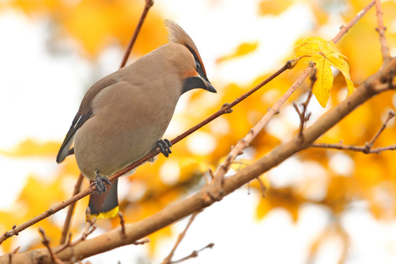 Bohemian Waxwing (Bombycilla garrulus)