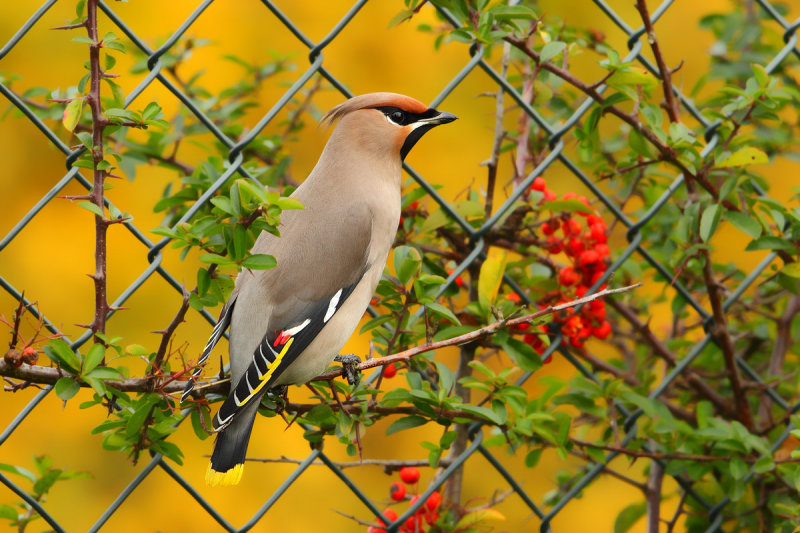 Bohemian Waxwing (Bombycilla garrulus)