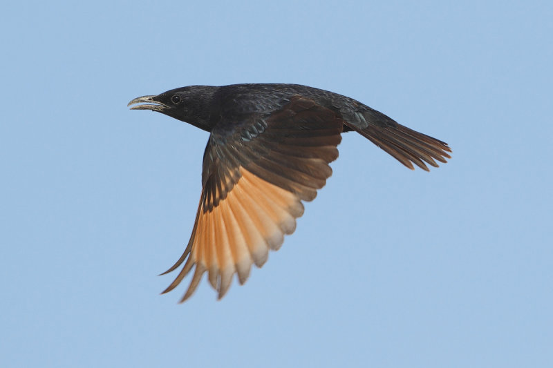 Tristram's Starling (Onychognathus tristramii) 