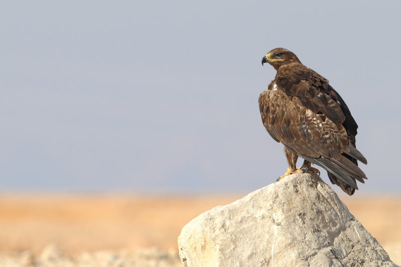 Steppe Eagle (Aquila nipalensis)