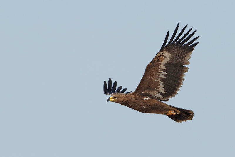 Steppe Eagle (Aquila nipalensis)