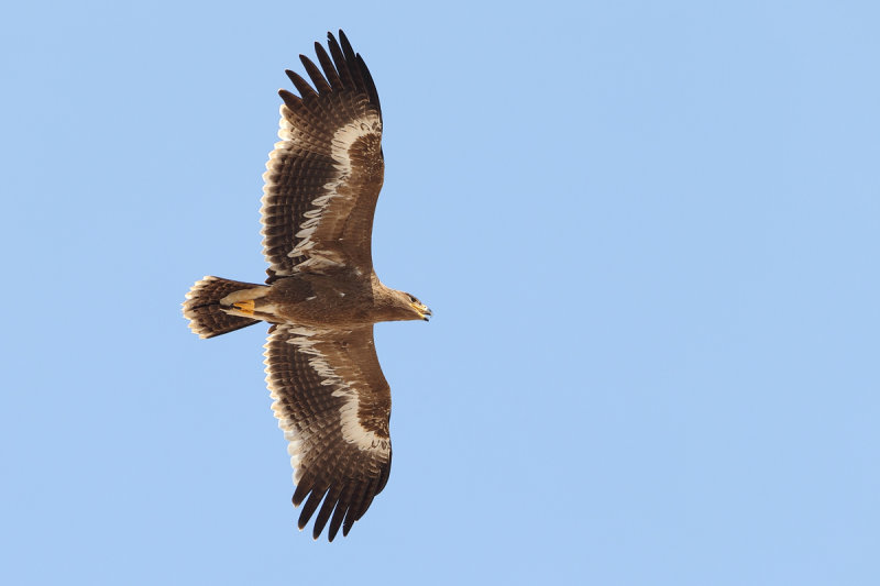 Steppe Eagle (Aquila nipalensis)