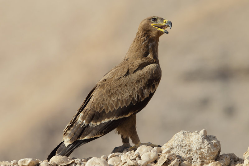 Steppe Eagle (Aquila nipalensis)