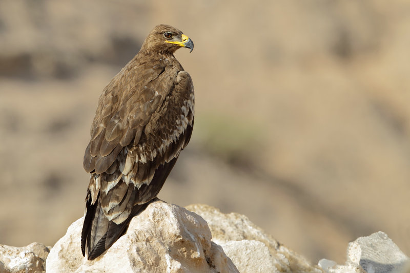 Steppe Eagle (Aquila nipalensis)