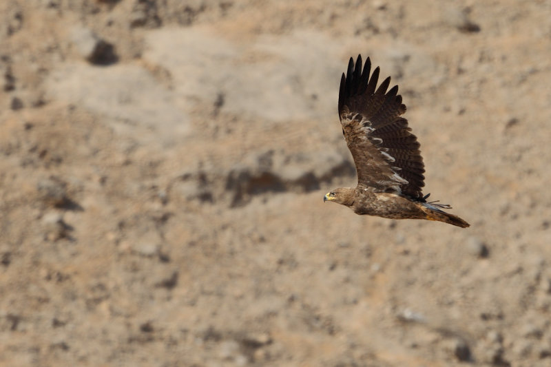 Steppe Eagle (Aquila nipalensis)