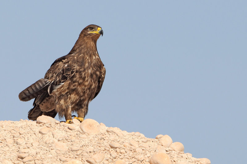 Steppe Eagle (Aquila nipalensis)