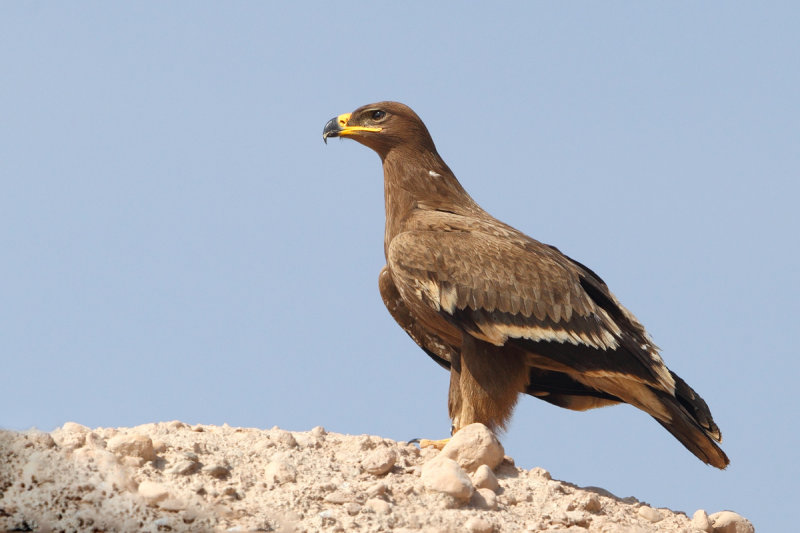 Steppe Eagle (Aquila nipalensis)