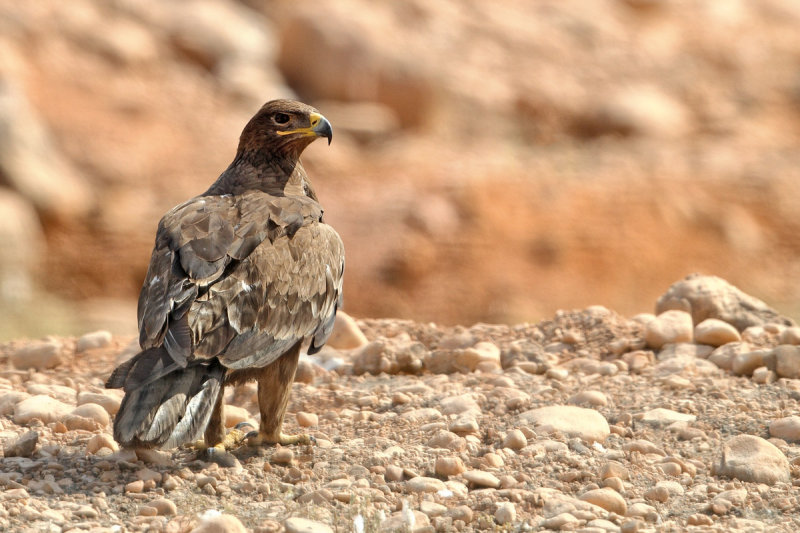 Steppe Eagle (Aquila nipalensis)