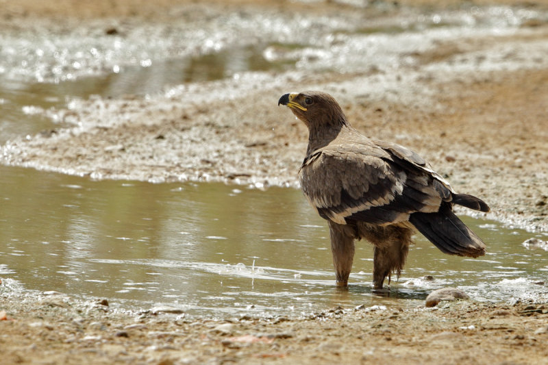 Steppe Eagle (Aquila nipalensis)