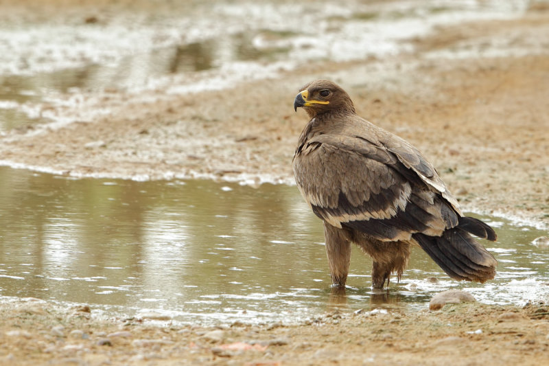 Steppe Eagle (Aquila nipalensis)