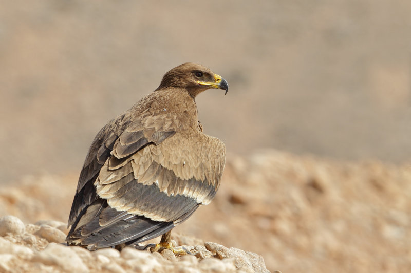 Steppe Eagle (Aquila nipalensis)