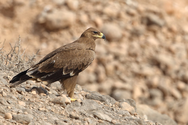 Steppe Eagle (Aquila nipalensis)