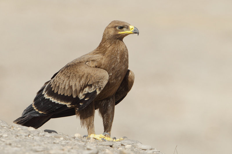 Gallery Steppe Eagle